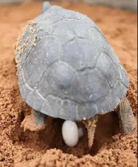 九運 屬木人 烏龜懷孕怎麼看